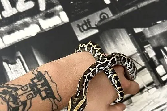 Pyton Birmański Classic 100% het. Pied 50% albino, Świętokrzyskie, Suchedniów