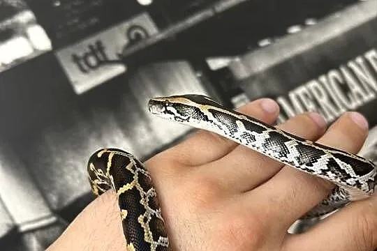 Pyton Birmański Classic 100% het. Pied 50% albino, Świętokrzyskie, Suchedniów