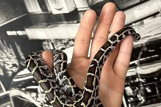 Pyton Birmański Classic 100% het. Pied 50% albino, Świętokrzyskie, Suchedniów