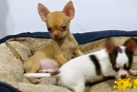Chihuahua pieski