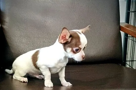 Chihuahua pieski, Wielkopolskie, Września