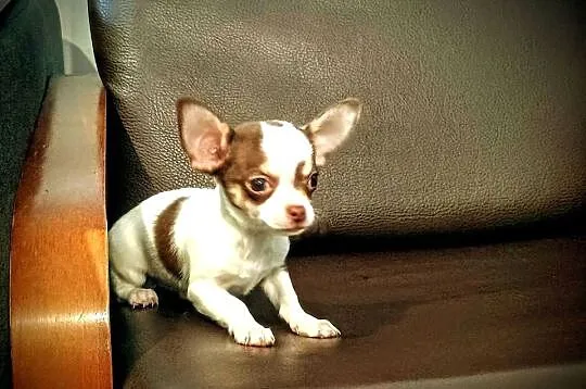 Chihuahua pieski, Wielkopolskie, Września