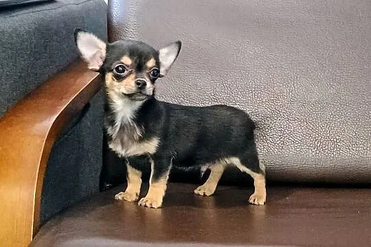 Chihuahua pieski, Wielkopolskie, Września