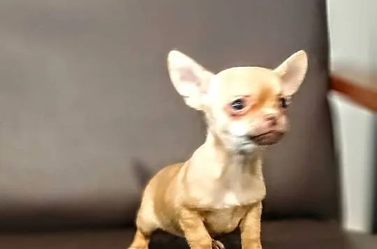 Chihuahua pieski, Wielkopolskie, Września