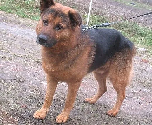 Zorro – czeka na dom i przyjaciela , ma