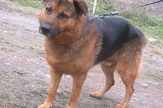 Zorro &#8211; czeka na dom i przyjaciela ,  ma