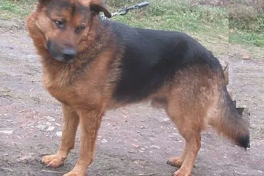 Zorro &#8211; czeka na dom i przyjaciela ,  ma