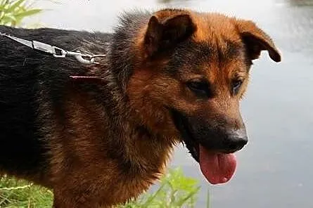 Zorro &#8211; czeka na dom i przyjaciela ,  ma