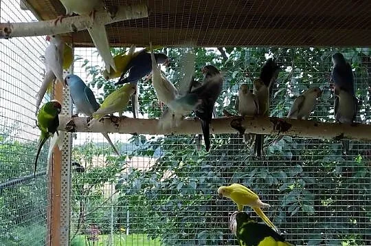 Papugi, Pomorskie, Prabuty