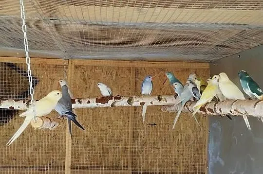 Papugi, Pomorskie, Prabuty