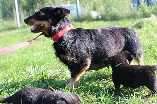 Zoja szorstkowłosa jamniczka, , Orońsko