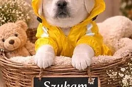 Labrador retriever szczenię wspaniałej budowy po ojcu pochodzenia FCI