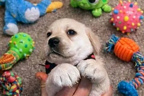 Labrador retriever szczenię wspaniałej budowy po ojcu pochodzenia FCI, Mazowieckie, Warszawa