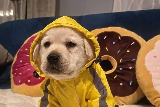 Labrador retriever szczenię wspaniałej budowy po ojcu pochodzenia FCI, Mazowieckie, Warszawa