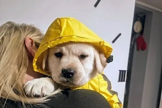 Labrador retriever szczenię wspaniałej budowy po ojcu pochodzenia FCI, Mazowieckie, Warszawa