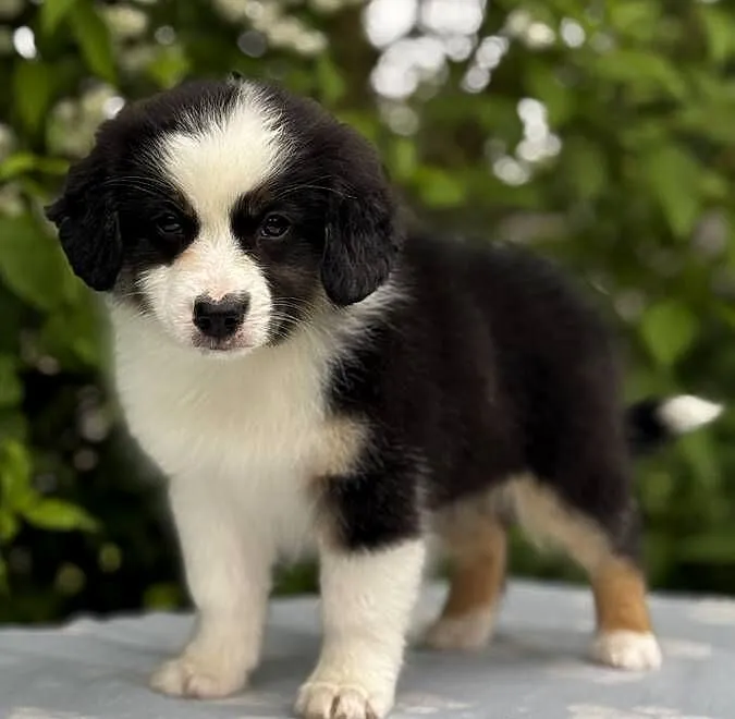 Amerykański owczarek miniaturowy- MAS - Mini Aussie- suczka FCI, Podkarpackie, Lubaczów