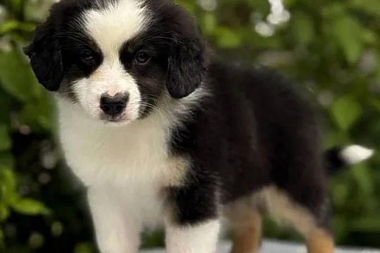 Amerykański owczarek miniaturowy- MAS - Mini Aussie- suczka FCI, Podkarpackie, Lubaczów