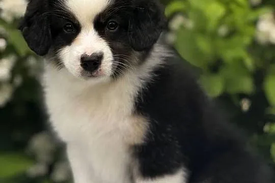 Amerykański owczarek miniaturowy- MAS - Mini Aussie- suczka FCI, Podkarpackie, Lubaczów