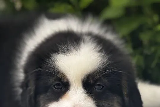 Amerykański owczarek miniaturowy- MAS - Mini Aussie- suczka FCI, Podkarpackie, Lubaczów