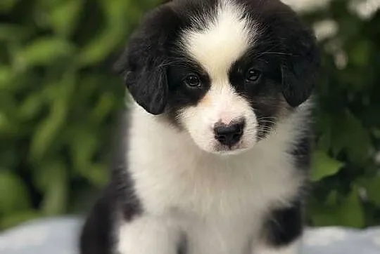 Amerykański owczarek miniaturowy- MAS - Mini Aussie- suczka FCI, Podkarpackie, Lubaczów