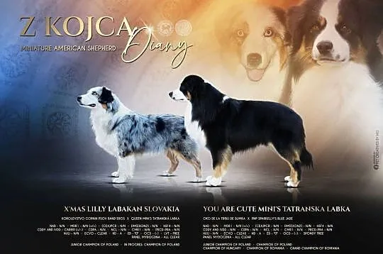 Amerykański owczarek miniaturowy- MAS - Mini Aussie- suczka FCI, Podkarpackie, Lubaczów
