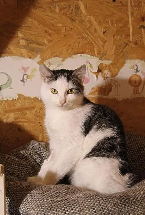 Spokojna, przyjazna koteczka Penia do pokochania!