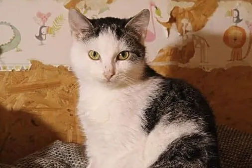 Spokojna, przyjazna koteczka Penia do pokochania!