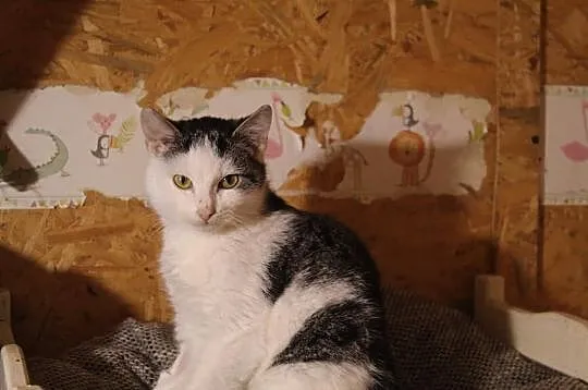 Spokojna, przyjazna koteczka Penia do pokochania!