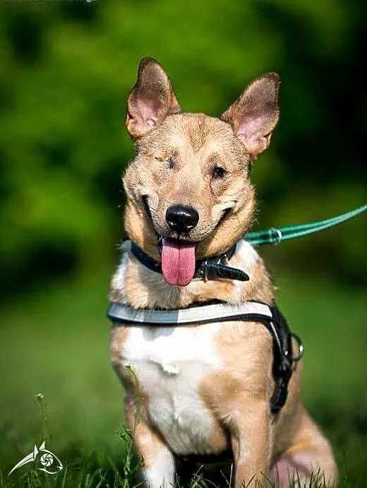BAŚCIK wspaniały piracik :-) do adopcji!!, śląski