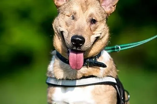 BAŚCIK wspaniały piracik :-) do adopcji!!, śląskie Katowice