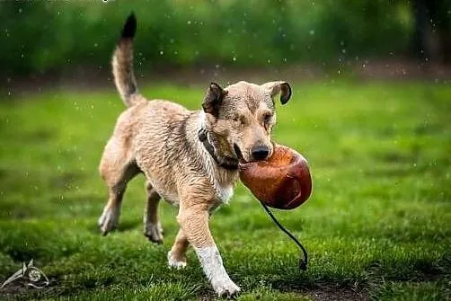 BAŚCIK wspaniały piracik :-) do adopcji!!,  śląski