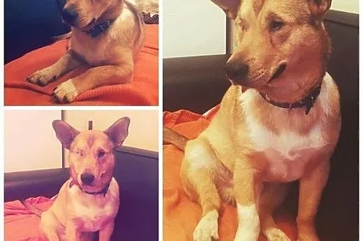 BAŚCIK wspaniały piracik :-) do adopcji!!,  śląski