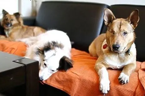 BAŚCIK wspaniały piracik :-) do adopcji!!,  śląski
