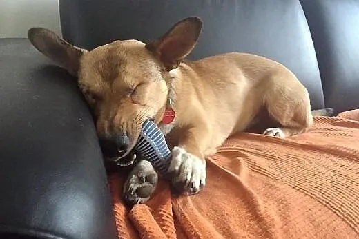 BAŚCIK wspaniały piracik :-) do adopcji!!,  śląski