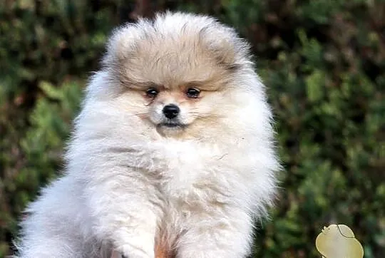 Suczka Szpic miniaturowy pomeranian ZKwP FCI, Śląskie, Toszek