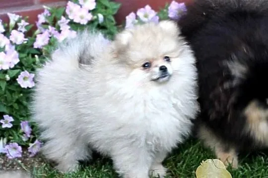 Suczka Szpic miniaturowy pomeranian ZKwP FCI, Śląskie, Toszek