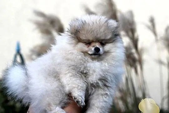 Suczka Szpic miniaturowy pomeranian ZKwP FCI, Śląskie, Toszek