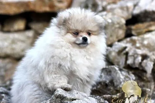 Suczka Szpic miniaturowy pomeranian ZKwP FCI, Śląskie, Toszek