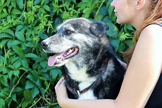 Gumiś-piękny pies, w typie husky do adopcji!, Częs, Częstochowa