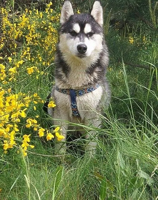 Feniks - śliczny, energiczny szczeniak husky ADOPC