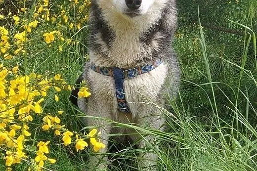 Feniks - śliczny, energiczny szczeniak husky ADOPCJA, Kundelki cała Polska