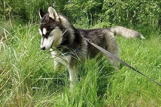 Feniks - śliczny, energiczny szczeniak husky ADOPC