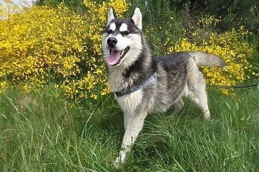Feniks - śliczny, energiczny szczeniak husky ADOPC