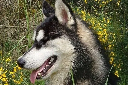Feniks - śliczny, energiczny szczeniak husky ADOPC