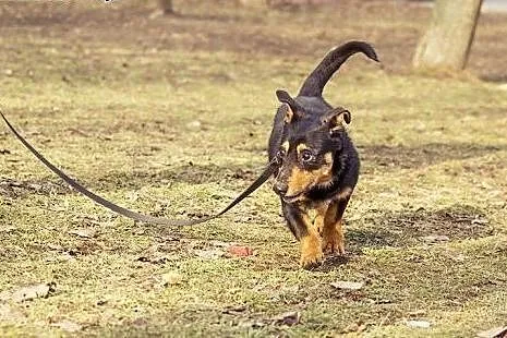 Niewidomy Dyzio pilnie potrzebuje spokojnego domu,