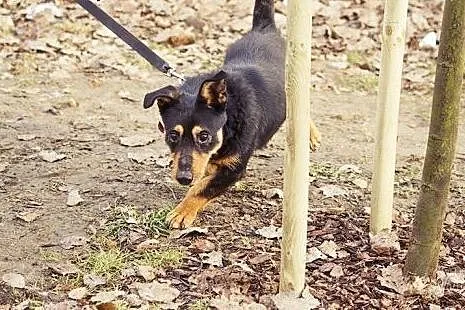 Niewidomy Dyzio pilnie potrzebuje spokojnego domu,