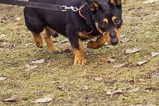 Niewidomy Dyzio pilnie potrzebuje spokojnego domu,