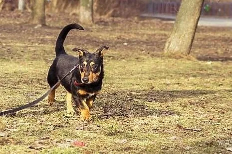 Niewidomy Dyzio pilnie potrzebuje spokojnego domu,