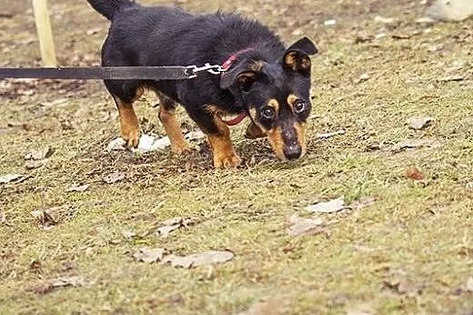 Niewidomy Dyzio pilnie potrzebuje spokojnego domu,