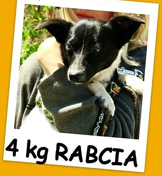 Mała,4kg,delikatna,wrażliwa suczka RABCIA, łagodna